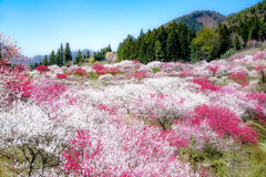 花桃の里 Ⅻ