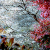 四季桜 2020-7
