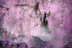 薄紅のまどろみ