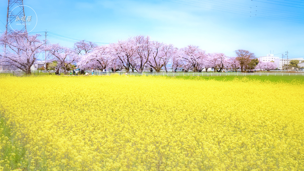 菜の花畑と桜並木