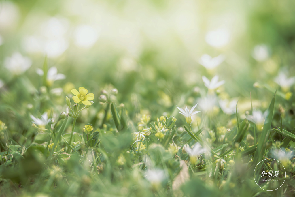 足元の小さな花