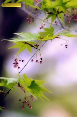 ささやかな華