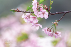 春を奏でる河津桜