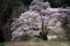 銘木 「駒つなぎの桜」　１