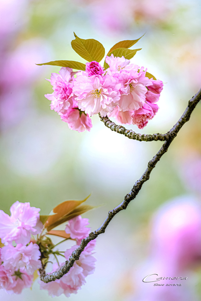 八重桜 Ⅷ