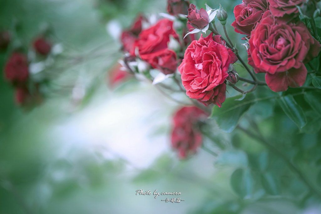Red rose