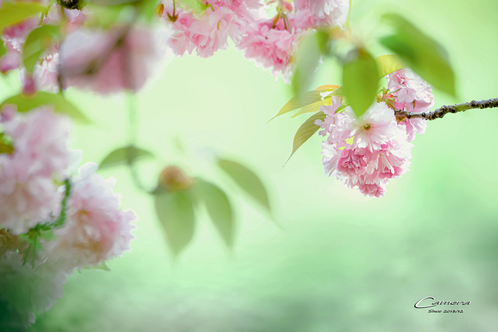 八重桜 Ⅲ