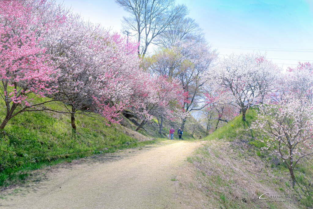 花桃の里 Ⅳ