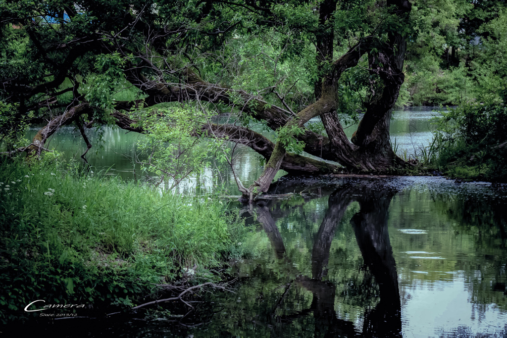 in the forest Ⅲ