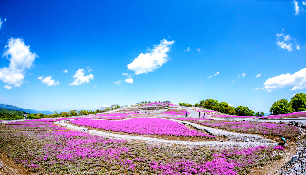 天空の芝桜