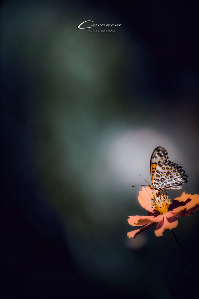 Chasing flowers　3