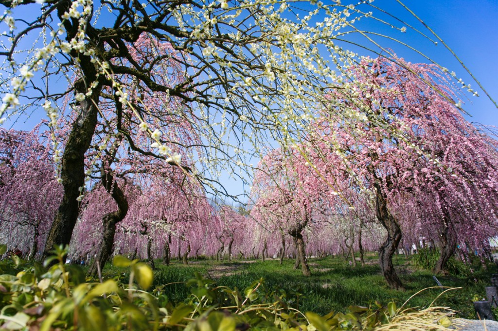 Spring has come