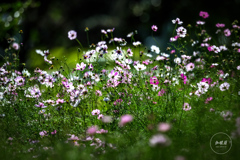 風と戯れて 風と戯れて
