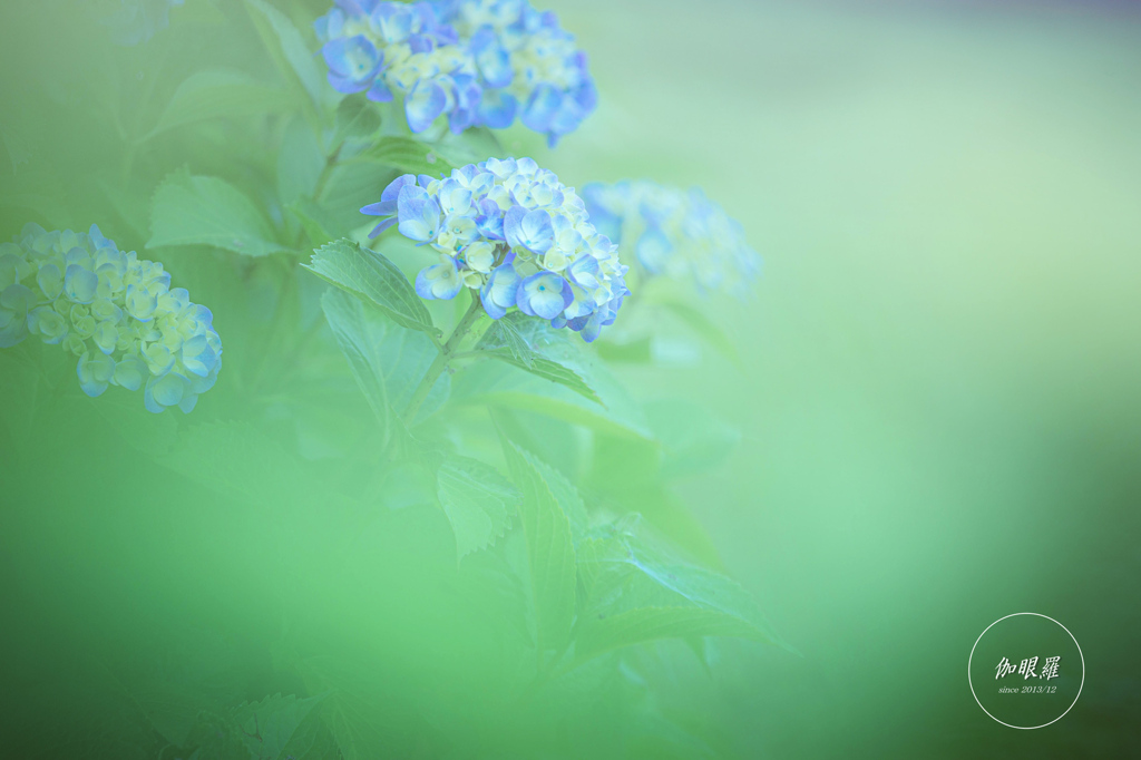 やすらぎの紫陽花ブルー