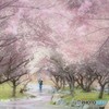 雨にも負けず
