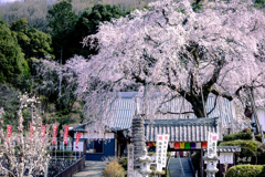 林陽寺 しだれ桜