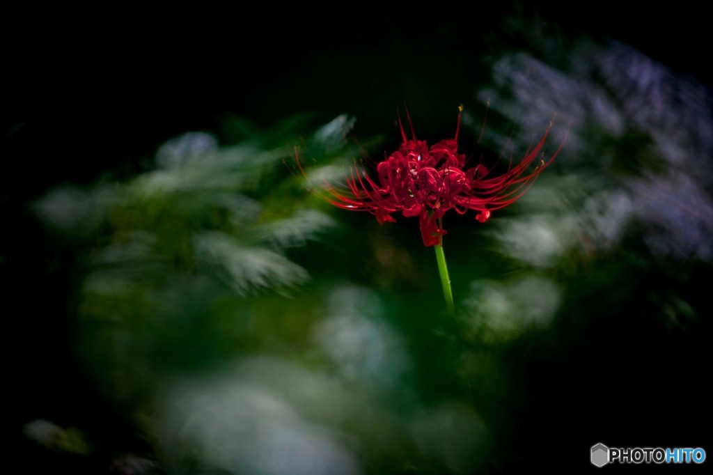 紅一点