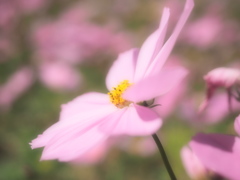 Cosmos