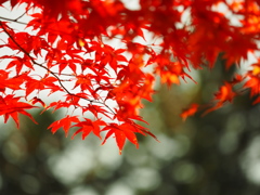 Momiji leafs