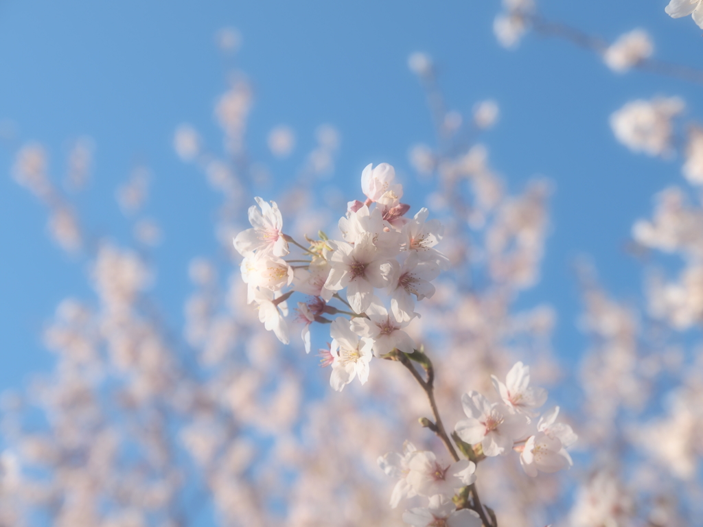 甘い香り