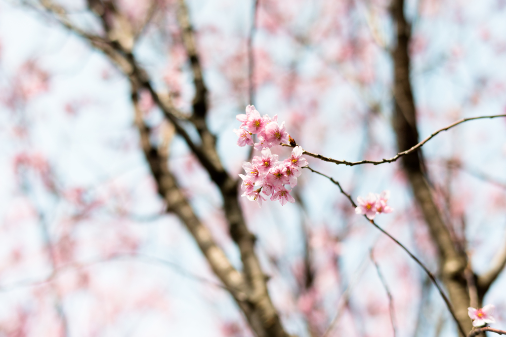春です