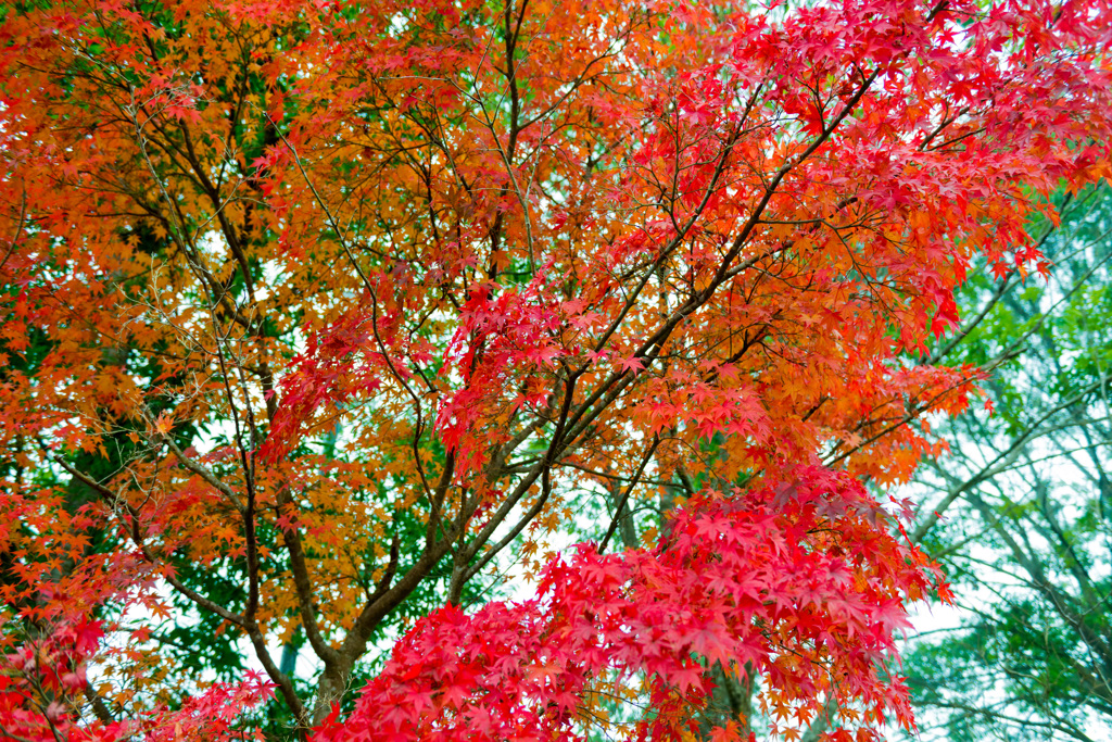 ＳＡの紅葉