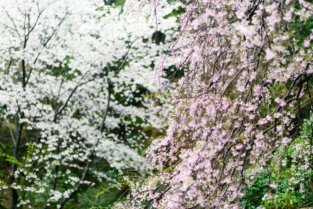 しだれ桜