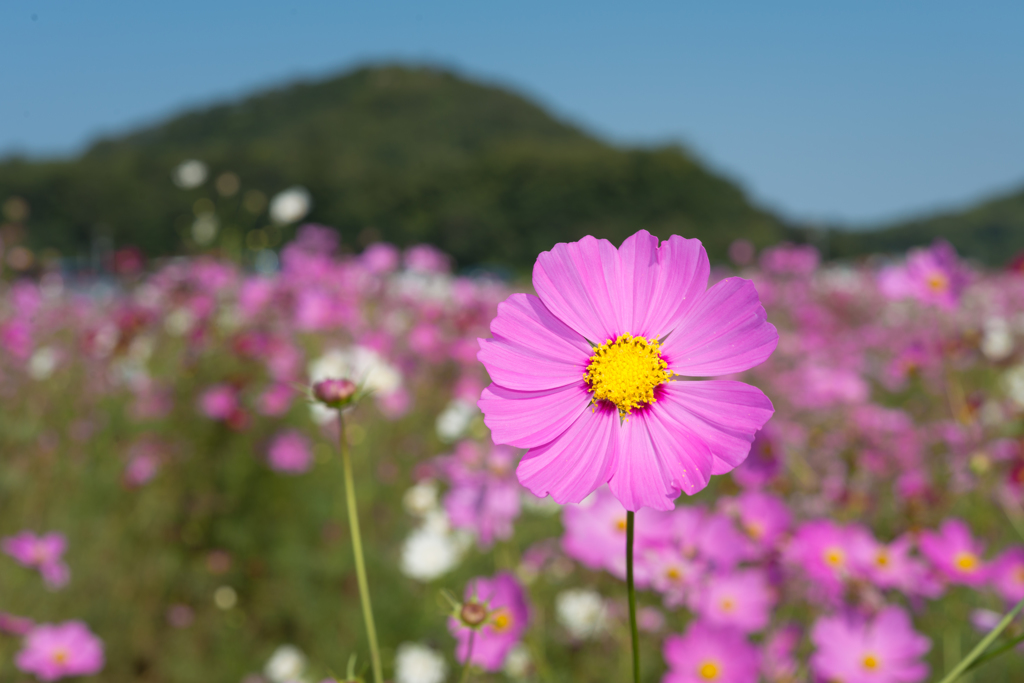 笠岡ベイファーム・コスモス