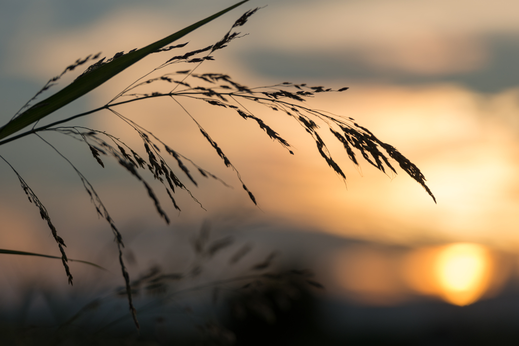 黄金色の夕焼け１