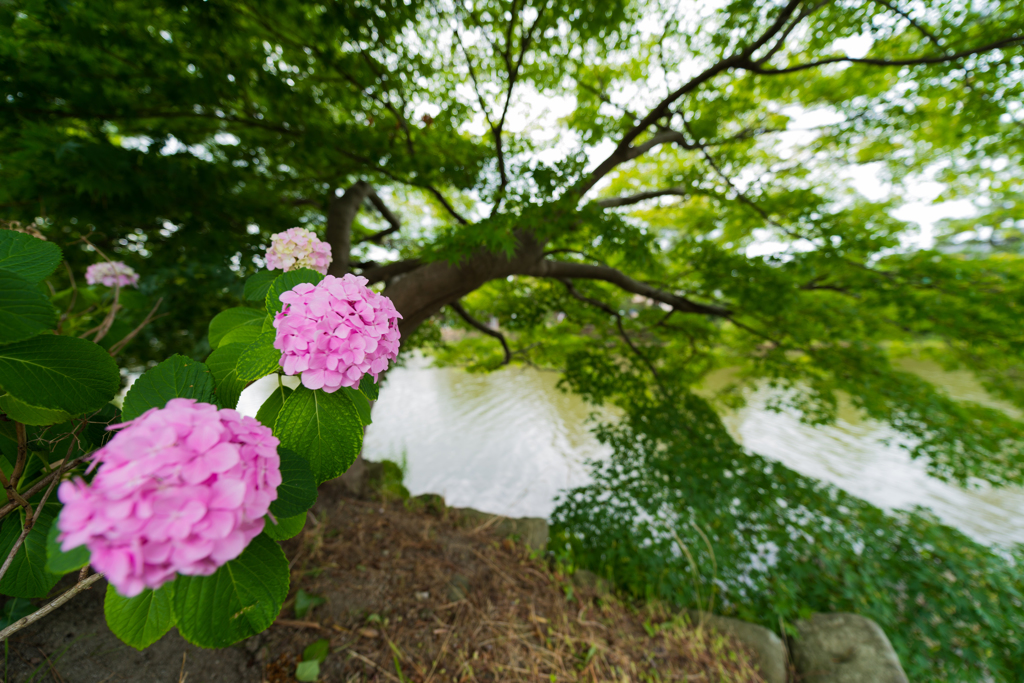 堀川に咲く紫陽花