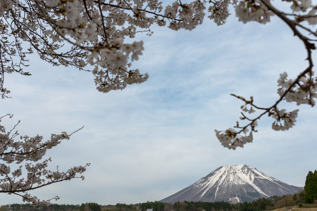 大山と桜