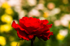 深紅のバラ２