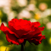 深紅のバラ２