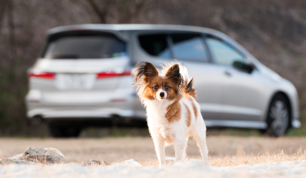 愛犬と愛車