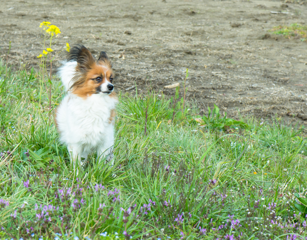 春の便り・愛犬