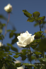 IMGP8515