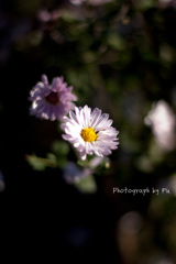 IMGP8485
