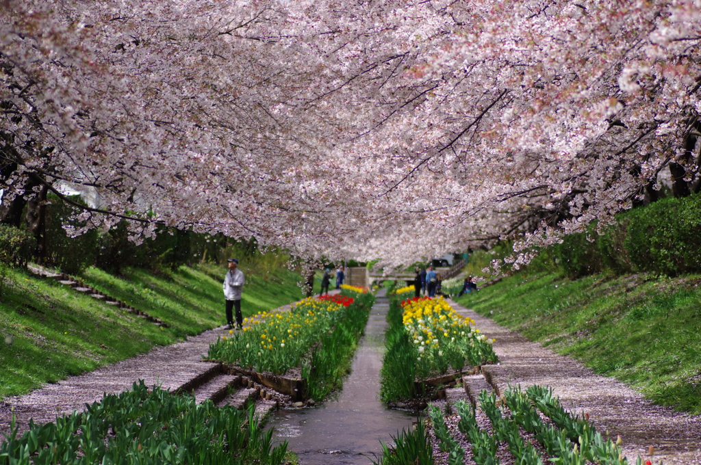 天蓋桜