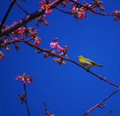 春が来た～♪