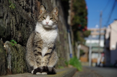 ノラちゃんポートレート1　「こっこんな感じでいいのかにゃ？　モデルはじめてなんで