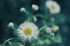 春紫苑　～追想の愛