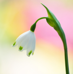 Spring　Shower　Heads　♪