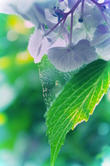 梅雨の晴れ間に...