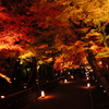 紅葉のトンネル
