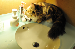 水のある場所へ