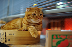 夜のネオン