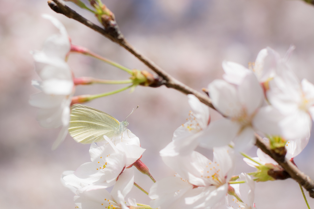 紋白蝶と桜
