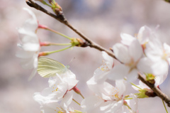 紋白蝶と桜