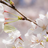 紋白蝶と桜