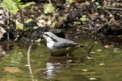 ゴジュウカラの行水